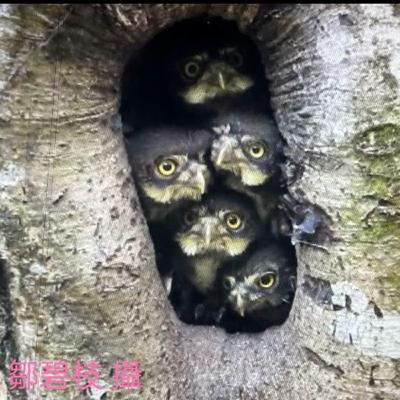 128-鵂鶹觀察達人夫妻檔訪談-下集