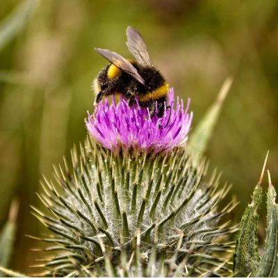 Bumblebee Hives Can Progress Through Shared Learning