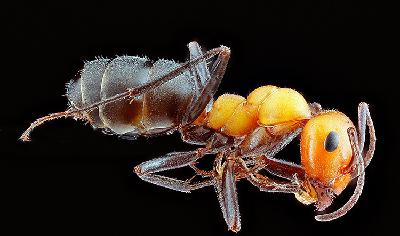 Worker Ant Worker Ant