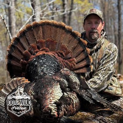 The Science of Saving the Wild Turkey with Mike Chamberlain | 100% WILD Podcast Ep. 467 The Science of Saving the Wild Turkey with Mike Chamberlain | 100% WILD Podcast Ep. 467