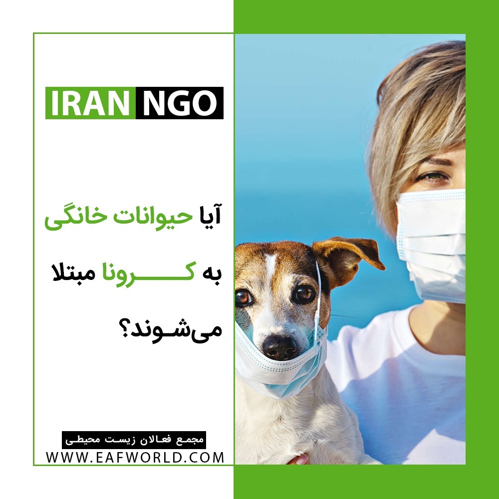 کرونا و حیوانات خانگی