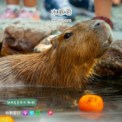 E94 水豚 🍊 泡湯系的動物明星 ♨️ 水豚的奇幻漂流之旅