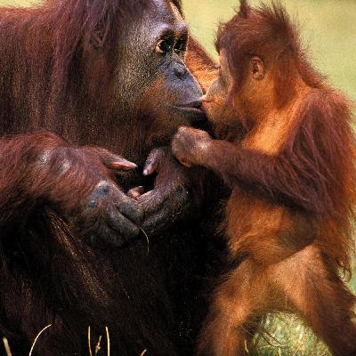 Origines du bisou et Sémira Gonseth Nusslé