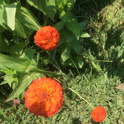 Staying Vertical May 2020