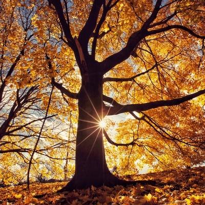 "Autumn, a second spring when every leaf is a flower.” "Autumn, a second spring when every leaf is a flower.”