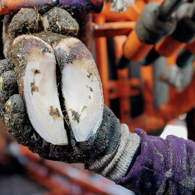 Manicuring To Maintain Hoof Health