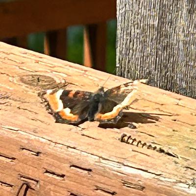 ✨ Okayness of Missing in Action (MIA) 💃🏼👌✨