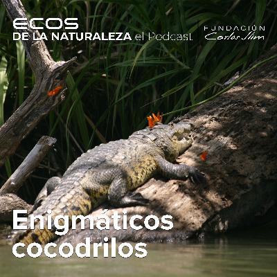 Enigmáticos Cocodrilos: Episode #4