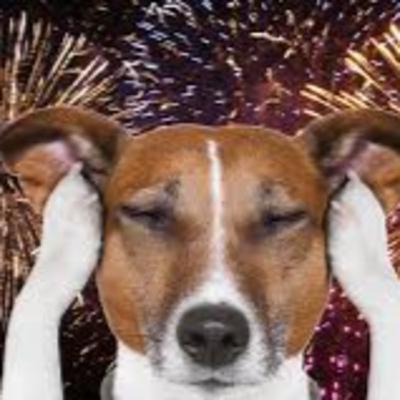 Help for dogs with fireworks stress!