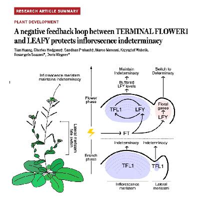 703-A Negative Loop in Plant Inflorescence Indeterminacy 703-A Negative Loop in Plant Inflorescence Indeterminacy