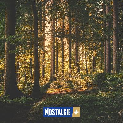 Vie sauvage en juin : que se passe-t-il dans les bois ? Vie sauvage en juin : que se passe-t-il dans les bois ?
