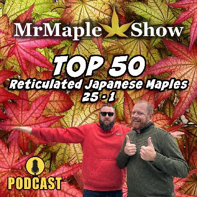Top 50 Reticulated Japanese Maples 25 - 1 | MrMaple Show Podcast