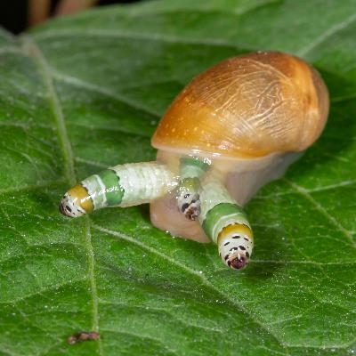 Zombie Snails