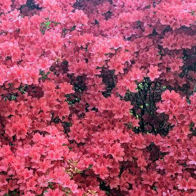 S7:13 EP105: Smartphone Solutions + Embracing Eccentricity + Spring Joy