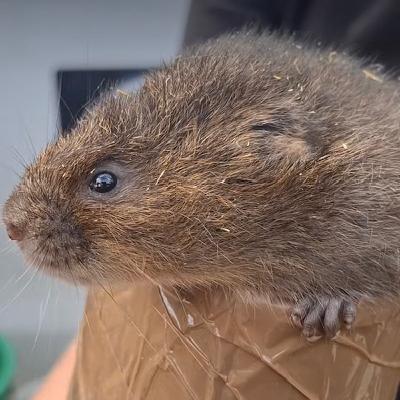 Water Voles released into our local waterways to aid the eco system