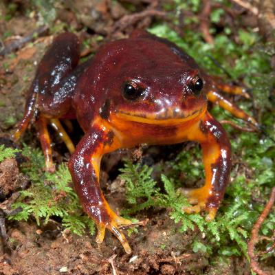 E04 - The fungus and the frog