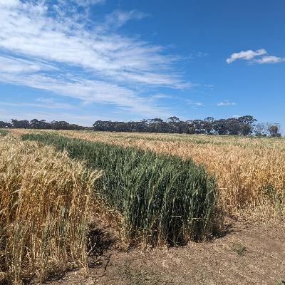 Key management practices for the success of dry and early sown crops