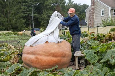 ‘Like an expectant parent’: Inside the world of New England’s giant pumpkin growers