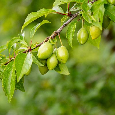 Polska od kuchni – Kuchnia kociewska