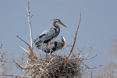 The fight to save the only remaining great blue heron rookery in Olmsted County