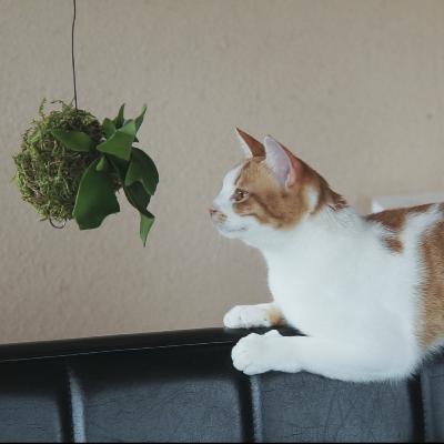Making moss balls and mounting staghorn ferns on them