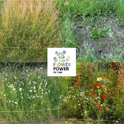 FlowerPower De Tuin ... over maaien (An De Schrijver) - februari 2023