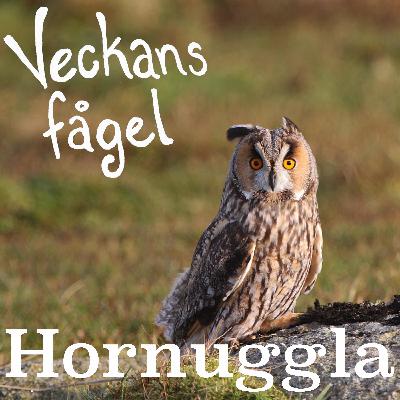 Hornuggla