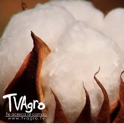 Entrevista: Confederacion Nacional de Algodon - TvAgro por Juan Gonzalo Angel