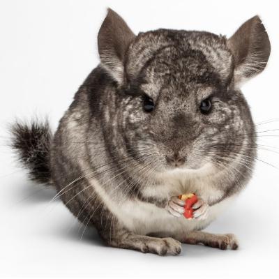 Chinchilla: A Real Softy