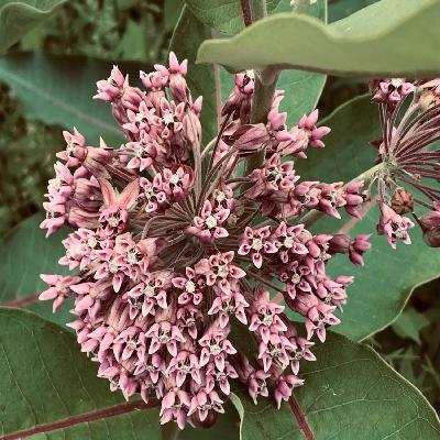 Épisode 20 - Un mot commençant par la lettre A Épisode 20 - Un mot commençant par la lettre A