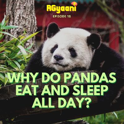 Why do Pandas only Eat and Sleep all Day? Why do Pandas only Eat and Sleep all Day?