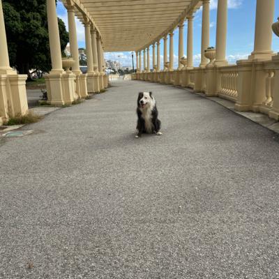 Do dogs need outside space?