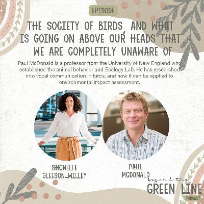 The Society Of Birds And What Is Going On Above Our Heads That We Are Completely Unaware Of