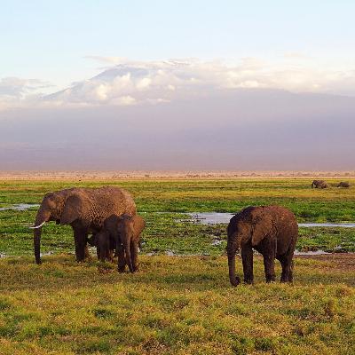 Silleros Viajeros en Kenya