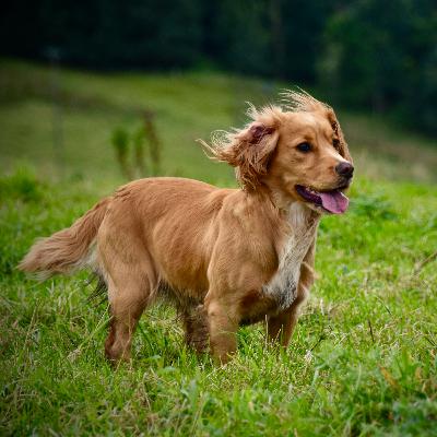 Cocker Spaniels E.2