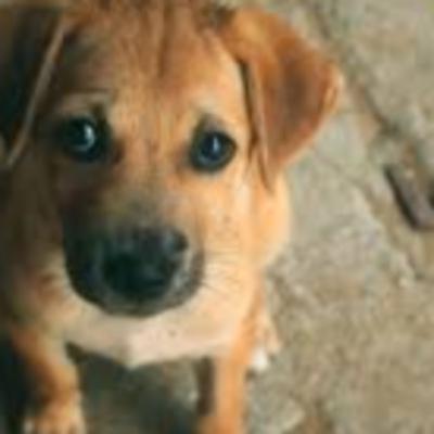 Animal Helper or Greedy Wild Killers