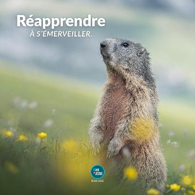 Les marmottes du Monte Rosa (17-09-2025)
