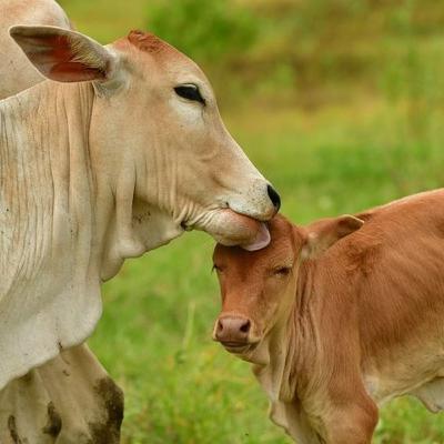 #33: Autonomous Cars And Robots, Leapfrogging Tesla, Real World Models, AI Training Simulators, and the Future of Autonomy w/ Helm.ai CEO Vlad Voroninski