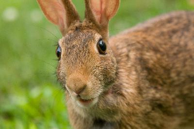 Mother’s Day Bunny Mother’s Day Bunny