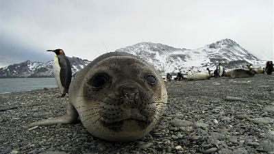 Seals Steal the Show