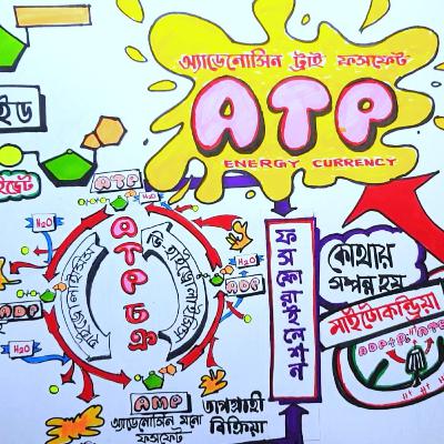 ATP চক্র