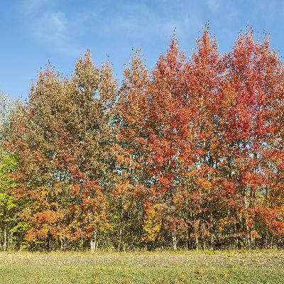 Robust und anspruchslos: Die Zitterpappel ist der Baum des Jahres 2026 Robust und anspruchslos: Die Zitterpappel ist der Baum des Jahres 2026