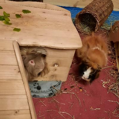Die Wuselbande - ein Podcast über Meerschweinchen