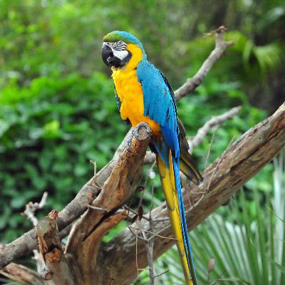 Guacamaya azul y amarilla (Ara ararauna) Guacamaya azul y amarilla (Ara ararauna)