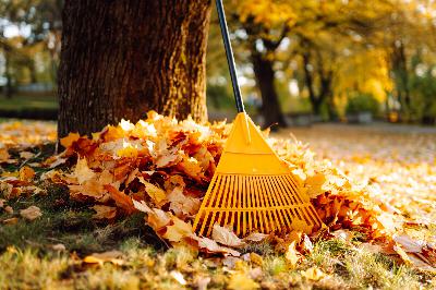 Four ways to resist the rake (or leaf blower!) and help beneficial insects over the winter