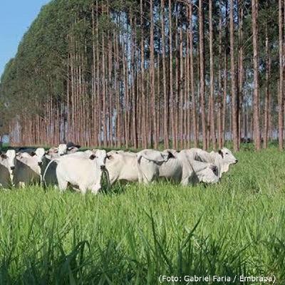 ILPF: sustentabilidade e produtividade no campo | BBcast Agro - 04/02/2026 ILPF: sustentabilidade e produtividade no campo | BBcast Agro - 04/02/2026