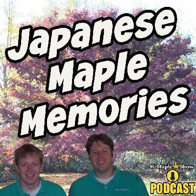 Japanese Maple Memories: Stories, Trees, and Time | MrMaple Show Podcast
