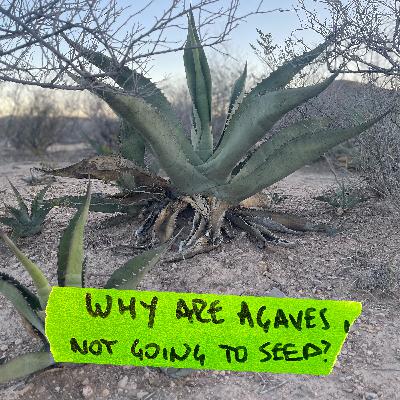 Why are agaves not going to seed?