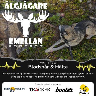 257. Blodspår & Hälta