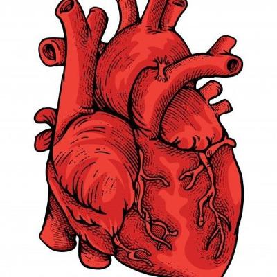 Anatomía y fisiología cardiovascular